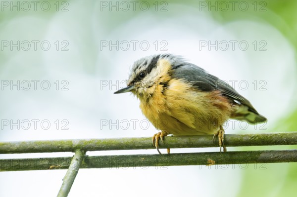 Eurasian nuthatch (Sitta europaea) sitting on a fence, Bavaria, Germany