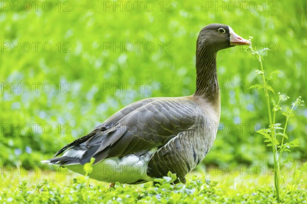 Greater white-fronted goose (Anser albifrons) standing on a meadow, Bavaria, Germany