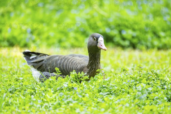 Greater white-fronted goose (Anser albifrons) lying on a meadow, Bavaria, Germany