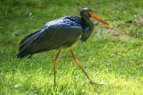 Black stork (Ciconia nigra) standing on a meadow, Bavaria, Germany