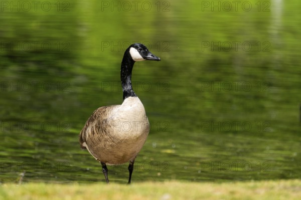 Canada goose (Branta canadensis) walking out of the water on a meadow, Bavaria, Germany