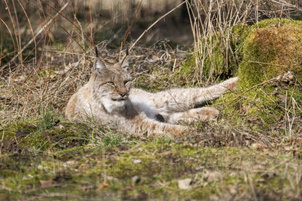 Eurasian lynx (Lynx lynx) in a forest, captive, Bavaria, Germany