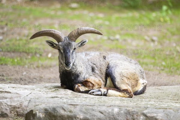 Bharal (Pseudois nayaur) lying on a rock, Germany