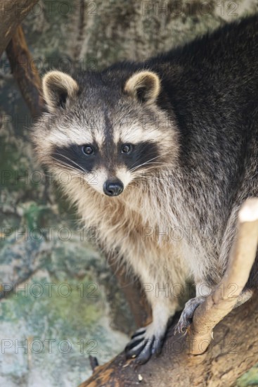 Raccoon (Procyon lotor), in a tree in a forest, Bavaria, Germany