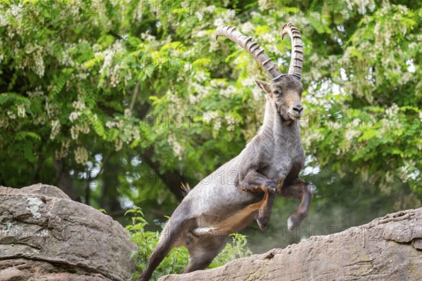 Alpine ibex (Capra ibex) male running in the mountains, Bavaria, Germany