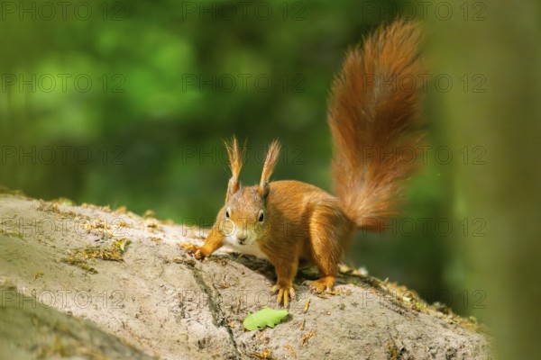 Red squirrel (Sciurus vulgaris) on a rock, Bavaria, Gernany
