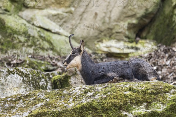 Chamois (Rupicapra rupicapra) lying on a rock, captive, Germany