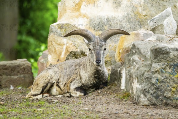 Bharal (Pseudois nayaur) lying on the ground, Germany