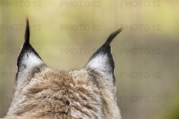 Close-up of the ears from an Eurasian lynx (Lynx lynx) in a forest, captive, Bavaria, Germany