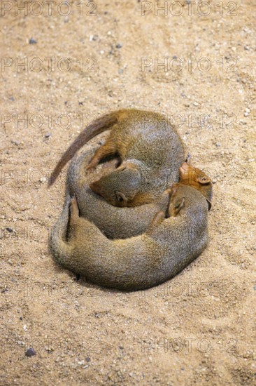Three Ethiopian dwarf mongoose (Helogale hirtula) lying snuggled together on the ground, friendship, Bavaria, Germany