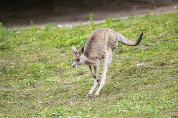 Eastern Gray Kangaroo (Macropus giganteus) youngster jumping on a meadow, captive, Germany
