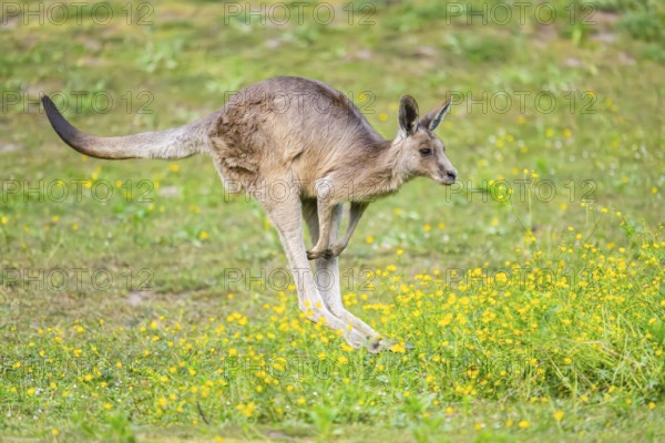 Eastern Gray Kangaroo (Macropus giganteus) running on a meadow, captive, Germany