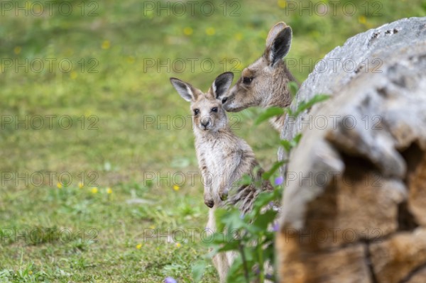 Eastern Gray Kangaroo (Macropus giganteus) mother with her youngster cuddeling on a meadow, captive, Germany