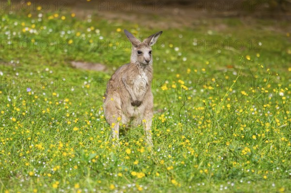 Eastern Gray Kangaroo (Macropus giganteus) youngster sitting on a meadow, captive, Germany