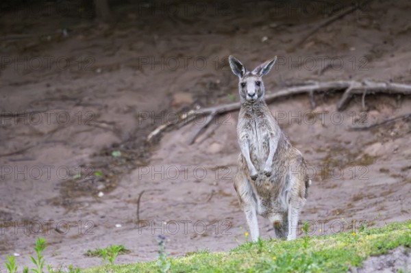 Eastern Gray Kangaroo (Macropus giganteus) standing on a meadow, captive, Germany