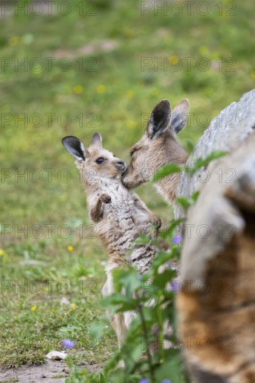 Eastern Gray Kangaroo (Macropus giganteus) mother with her youngster cuddeling on a meadow, captive, Germany