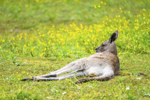 Eastern Gray Kangaroo (Macropus giganteus) lying on a meadow, captive, Germany