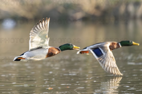 Wild duck (Anas platyrhynchos) male flying over a lake, Bavaria, Germany