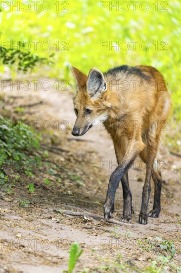 Maned wolf (Chrysocyon brachyurus) walking around, Germany