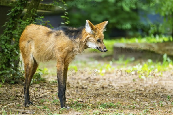 Maned wolf (Chrysocyon brachyurus) walking around, Germany