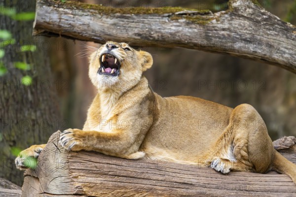 Asiatic lion (Panthera leo persica) female lying on a tree trunk, yawing, portrait, captive, Germany