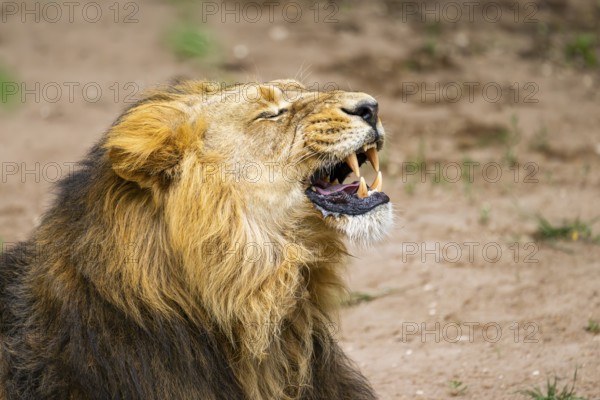 Asiatic lion (Panthera leo persica) male, portrait, captive, Germany
