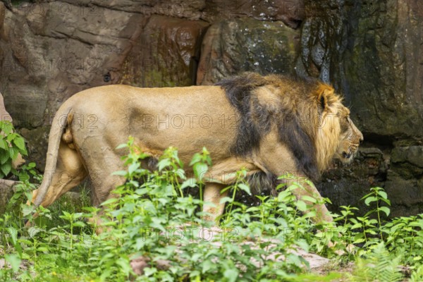 Asiatic lion (Panthera leo persica) male walking around on the ground, captive, Germany