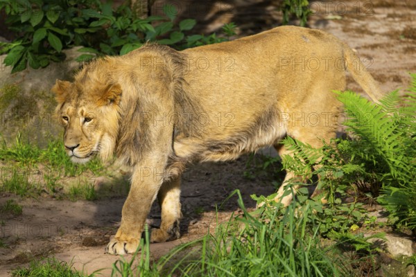 Asiatic lion (Panthera leo persica) male youngster (one year old)walking around on the ground, captive, Germany