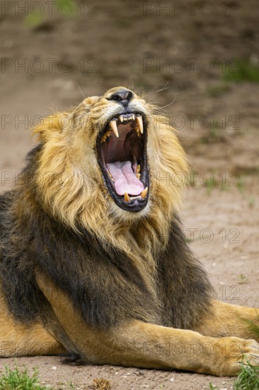 Asiatic lion (Panthera leo persica) yawing, male, portrait, captive, Germany