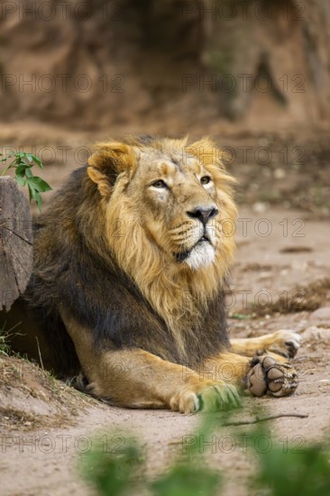 Asiatic lion (Panthera leo persica) male lying on the ground, captive, Germany