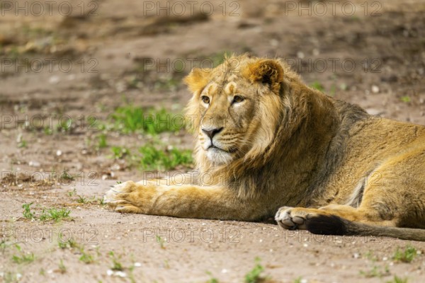 Asiatic lion (Panthera leo persica) male lying on the ground, captive, Germany