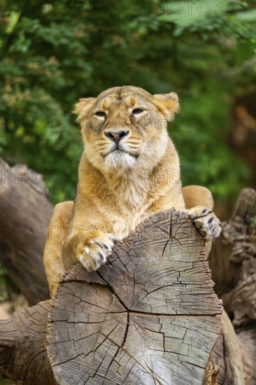 Asiatic lion (Panthera leo persica) female lying on a tree trunk, captive, Germany