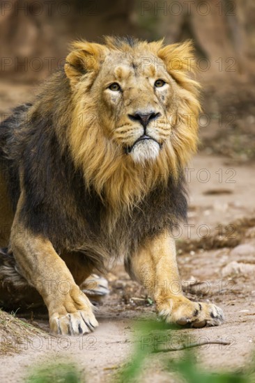 Asiatic lion (Panthera leo persica) male walking around on the ground, captive, Germany