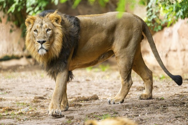 Asiatic lion (Panthera leo persica) male walking around on the ground, captive, Germany