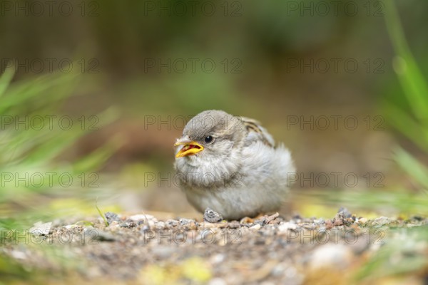 House sparrow (Passer domesticus) youngster sitting on the ground, Bavaria, Germany