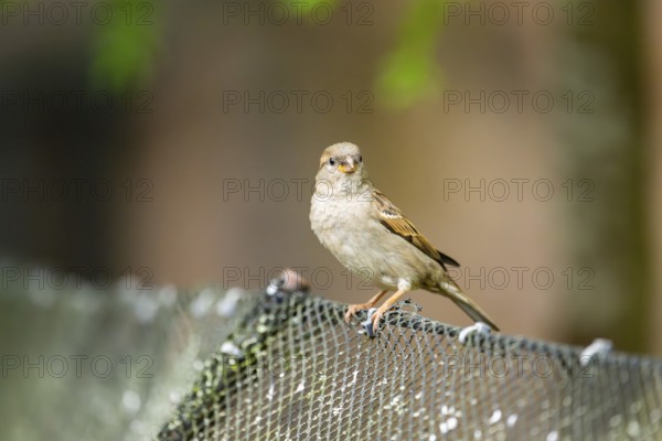 House sparrow (Passer domesticus) sitting on a fence, Bavaria, Germany