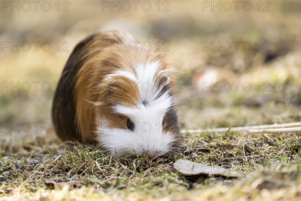 Domestic guinea pig (Cavia porcellus) on a meadow, Bavaria, Germany