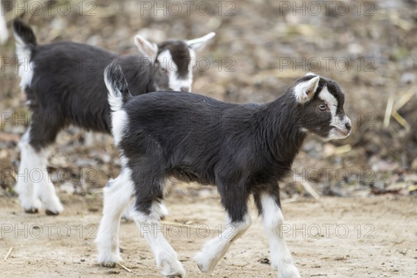 Domestic goat (Capra hircus) youngster on a farm outdoors, Bavaria, Germany