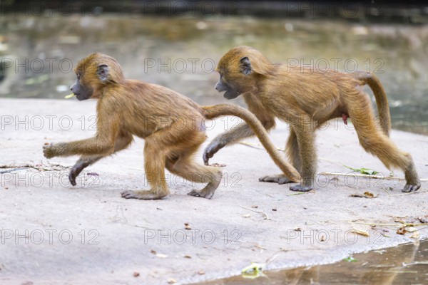 Guinea baboons (Papio papio) youngsters on the ground on the edge of a little lake, monkeys, captive, Germany