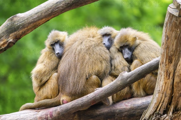 Guinea baboons (Papio papio) sitting in a group and cuddeling each other, captive, Germany