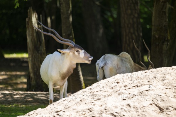 Addax (Addax nasomaculatus) walking on the ground, Bavaria, Germany