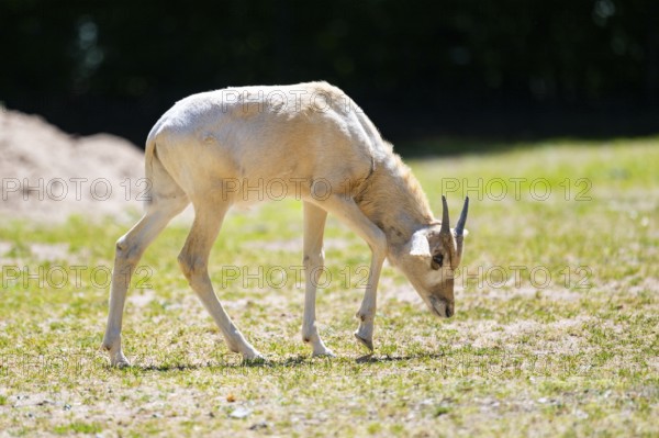 Addax (Addax nasomaculatus) youngster standing on the ground, Bavaria, Germany