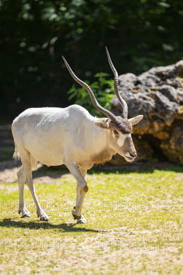 Addax (Addax nasomaculatus) walking on the ground, Bavaria, Germany