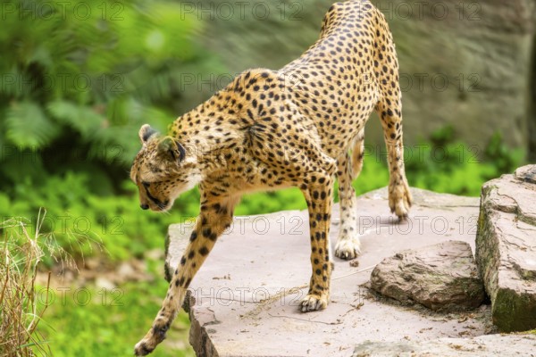 Cheetah (Acinonyx jubatus) walking around on the ground, Germany