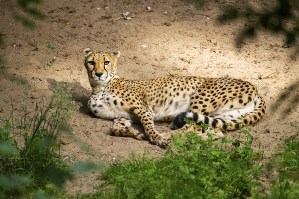 Cheetah (Acinonyx jubatus) lying ion the ground, Germany