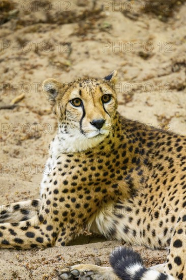 Cheetah (Acinonyx jubatus) lying ion the ground, Germany