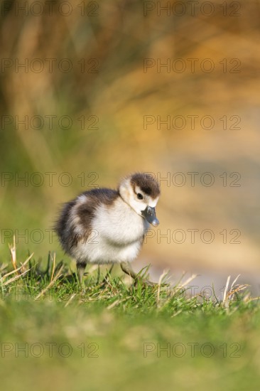 Egyptian goose (Alopochen aegyptiaca) cute chick on a meadow at the shore of a lake, Bavaria, Germany