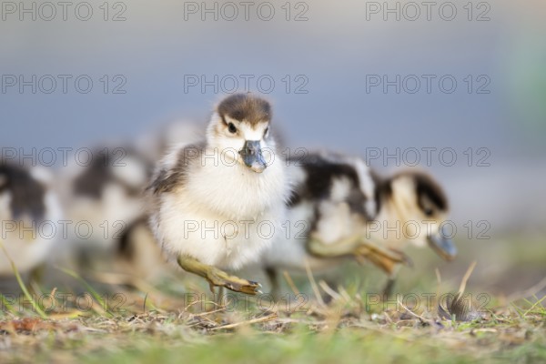 Egyptian goose (Alopochen aegyptiaca) cute chicks on a meadow at the shore of a lake, Bavaria, Germany