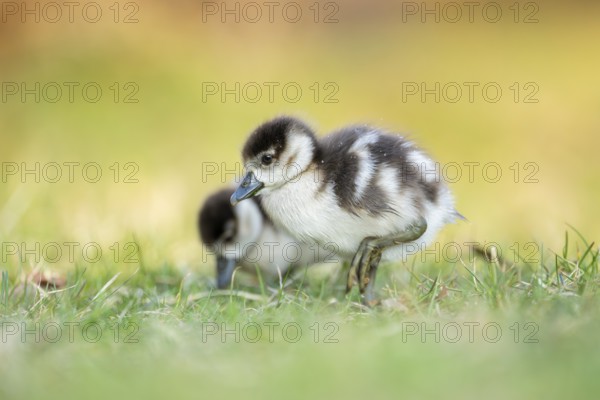 Egyptian goose (Alopochen aegyptiaca) cute chicks on a meadow at the shore of a lake, Bavaria, Germany