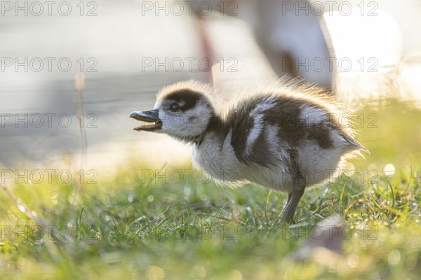 Egyptian goose (Alopochen aegyptiaca) cute chick on a meadow at the shore of a lake, Bavaria, Germany
